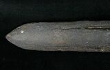 Fossil Marlin (Swordfish) Rostrum - Miocene #16893-2